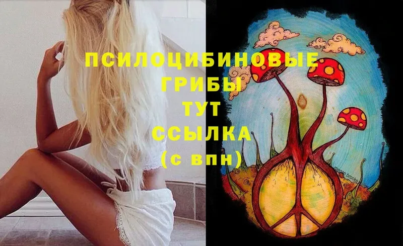 Галлюциногенные грибы Psilocybe  наркотики  Балей 