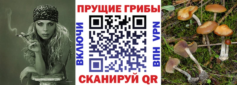 Галлюциногенные грибы MAGIC MUSHROOMS  цена наркотик  OMG ТОР  Балей 